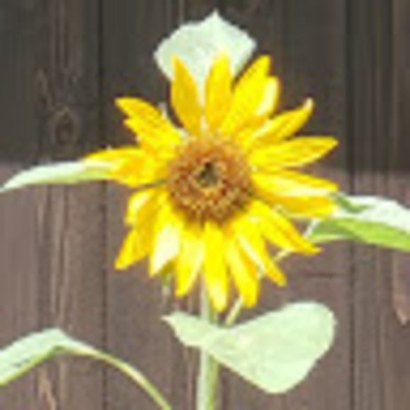 Meet your Posher, Thankful - Picture 1 of 1